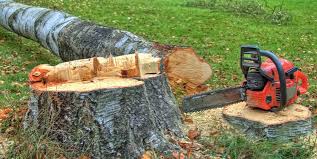 Best Emergency Tree Removal  in Hwatha, IA