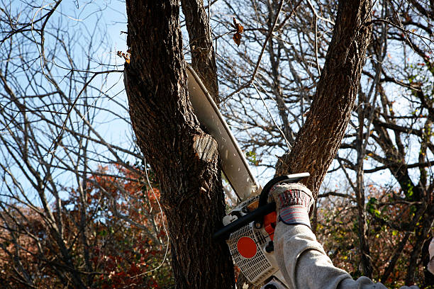 Best Stump Grinding and Removal  in Hwatha, IA