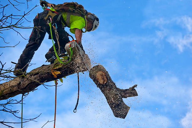 Best Commercial Tree Services  in Hwatha, IA