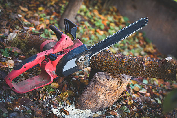 Best Tree Trimming and Pruning  in Hwatha, IA