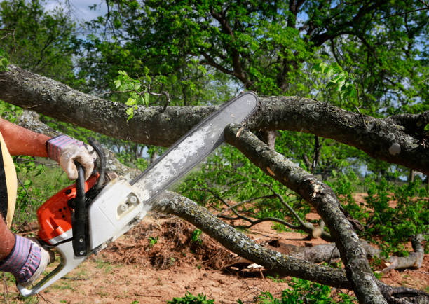 Best Tree Risk Assessment  in Hwatha, IA